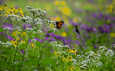 Butterfly on some flowers in a garden